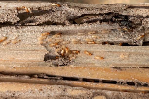 Best Termite Control Services  in Ravenna, OH